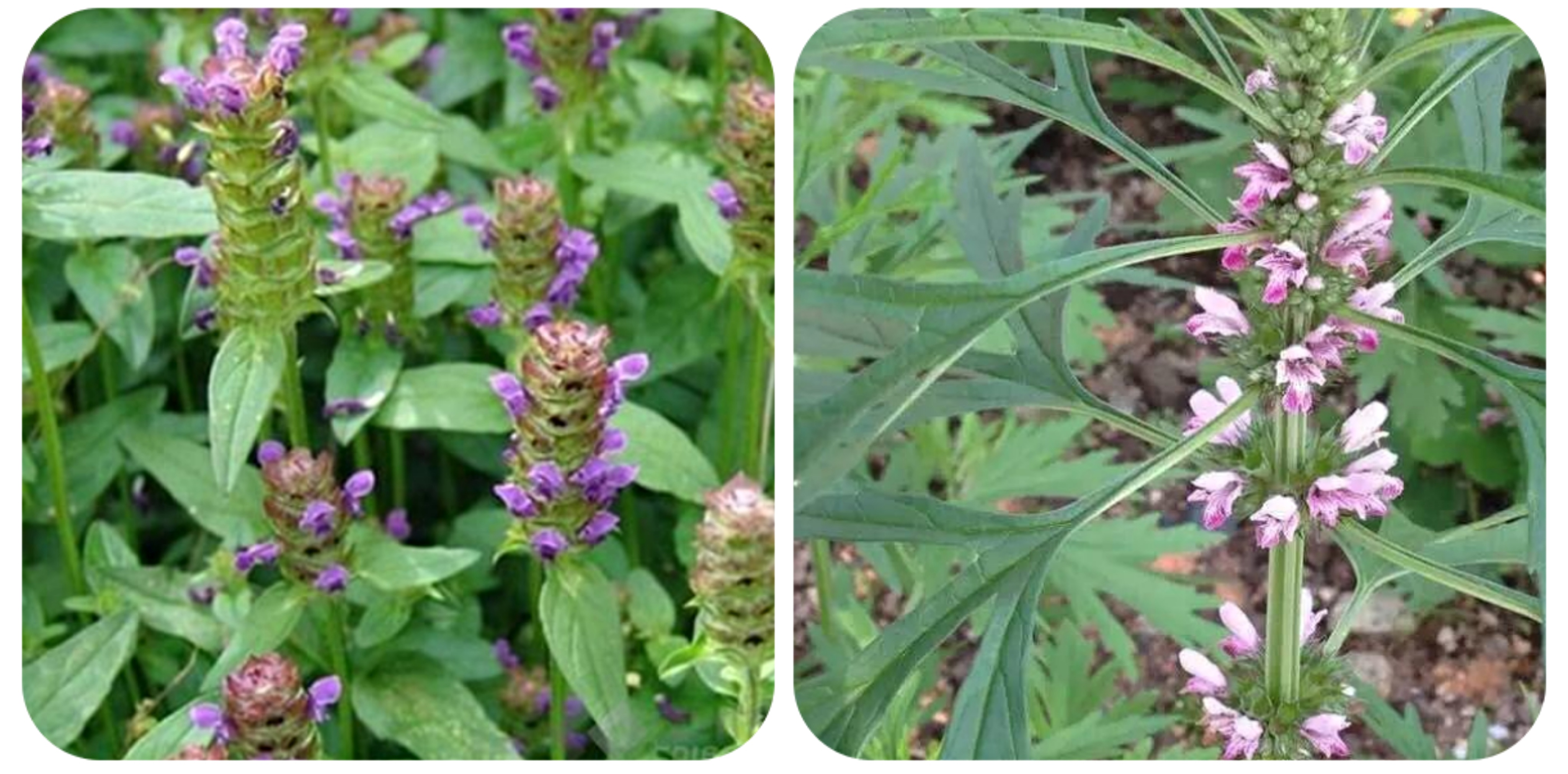 120种野菜介绍，图名并茂，快来认识一下！涨知识不吃亏