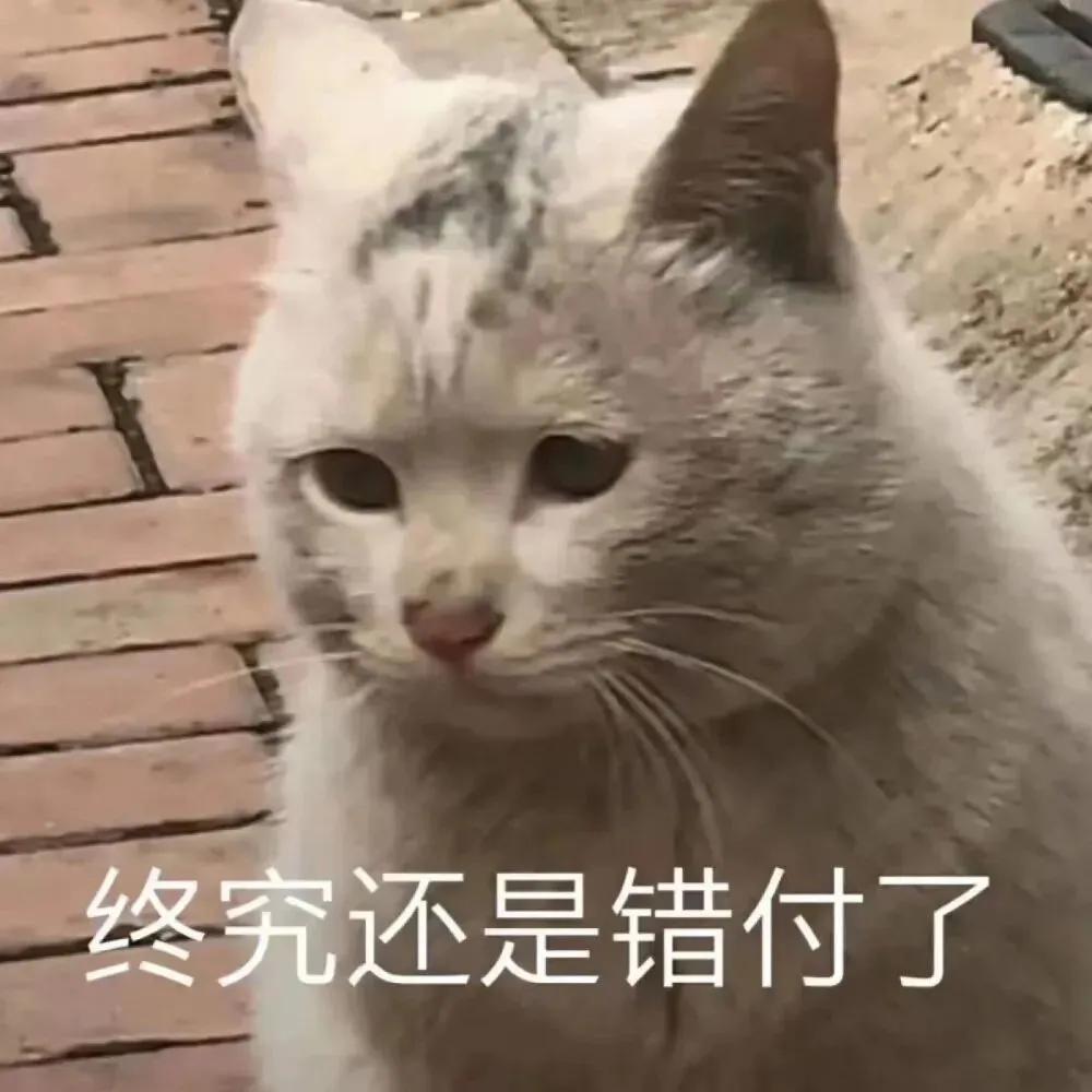 搞对象用的可爱猫咪表情包 谁又会在乎我的感受呢