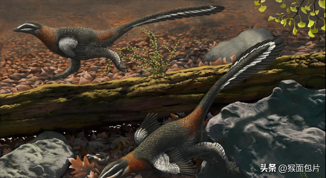 随后开始新生代第一纪古近纪-鸟类幸存,恐龙的末裔,6500万年前,一颗小