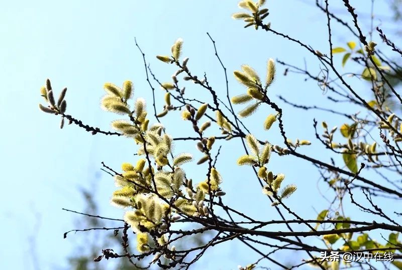 宁强县七盘关：花争艳 春意浓