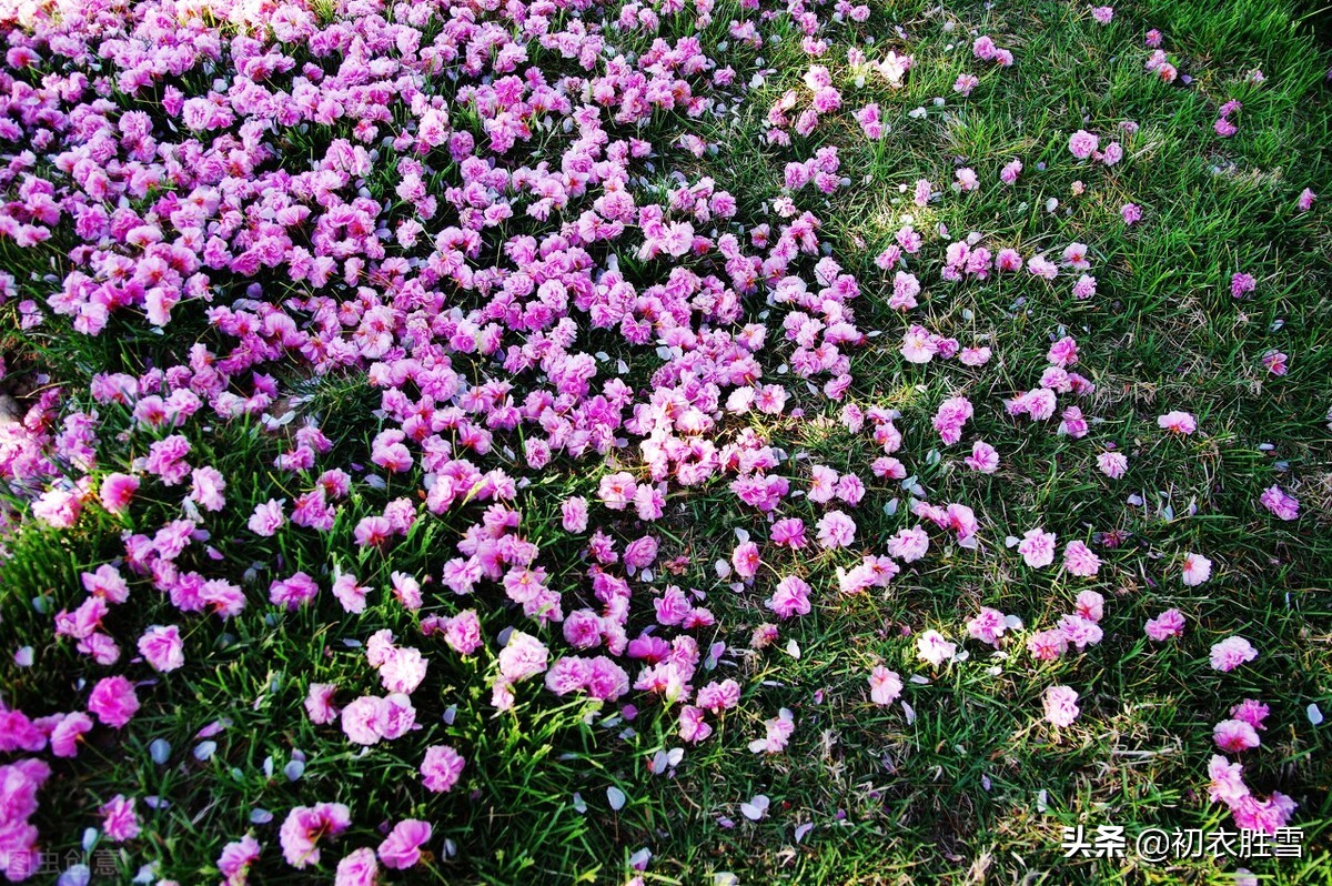 仲春春半美词五首：平分春半半春华，半开半落野棠花