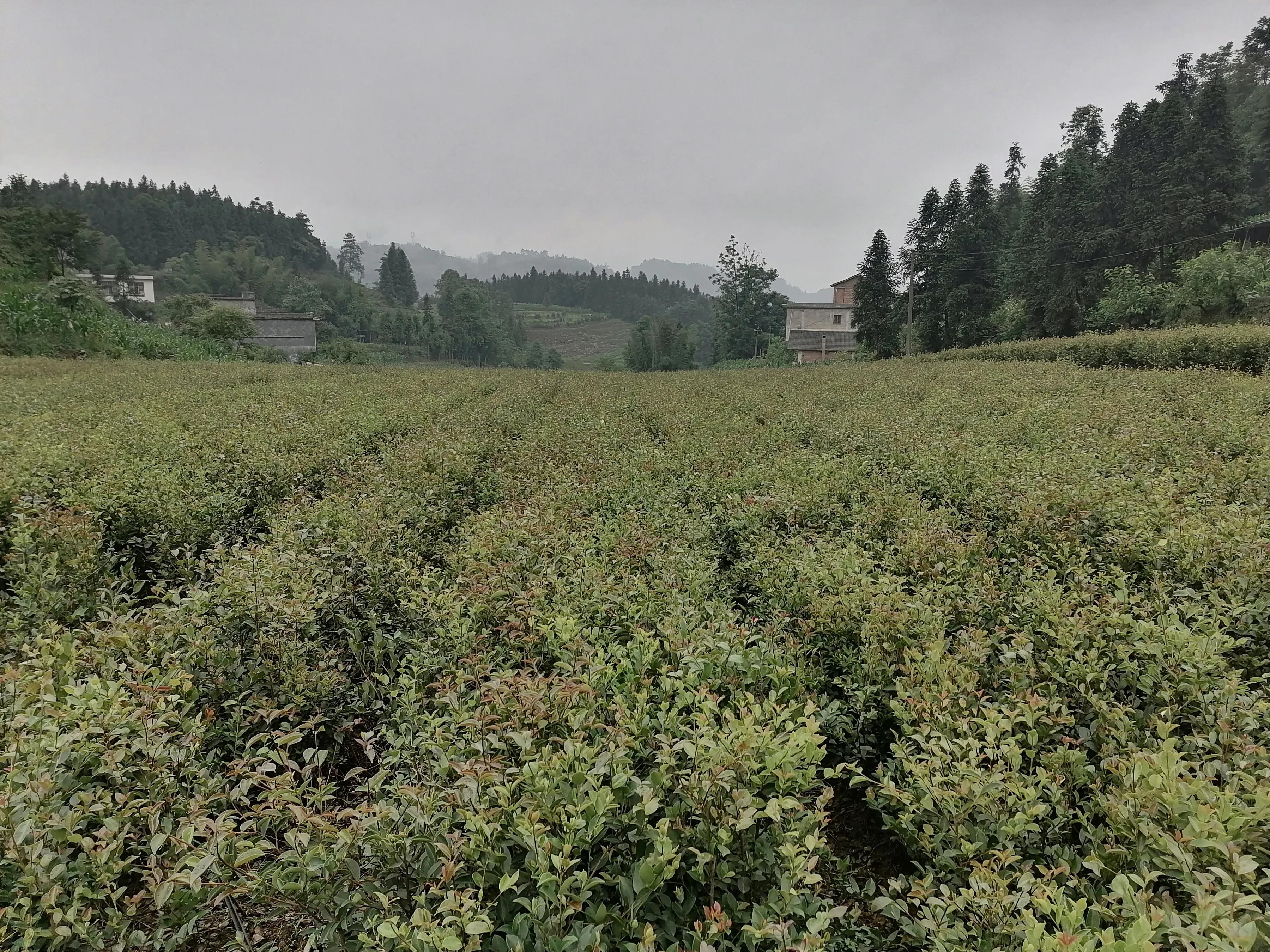 筠连县老科协助力为企业解除山油茶苗木销售瓶颈