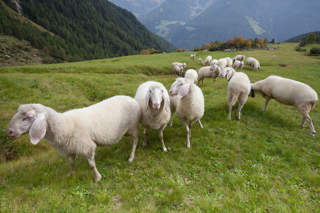 湖羊种羊价格买羊