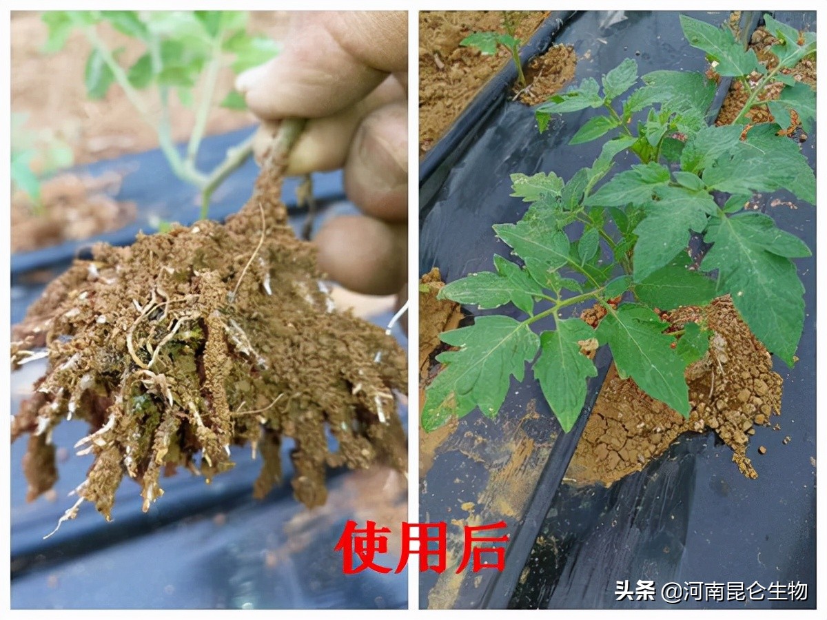 黄腐酸钾和腐殖酸钾哪个好？冲施黄腐酸钾哪个牌子的好