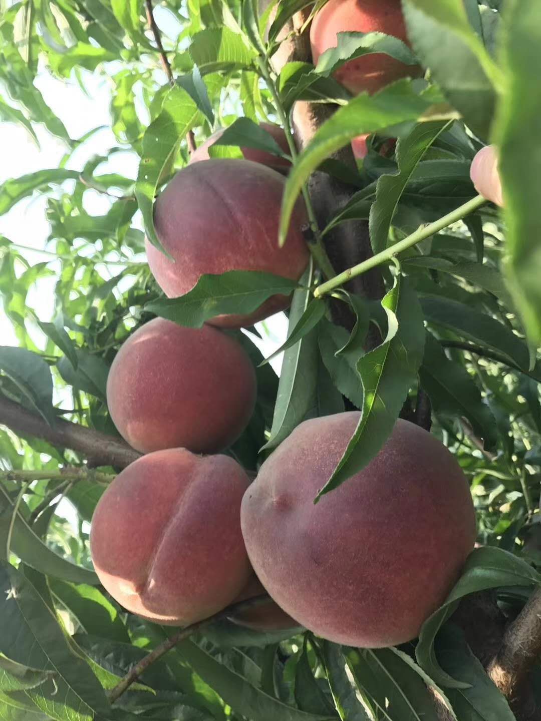 桃树苗的品种与图片（桃树苗介绍与栽植技术）