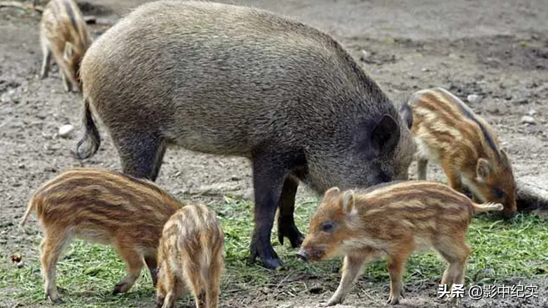 女大学生放弃年薪40万的工作，与野猪同吃同住，10年后年入上亿