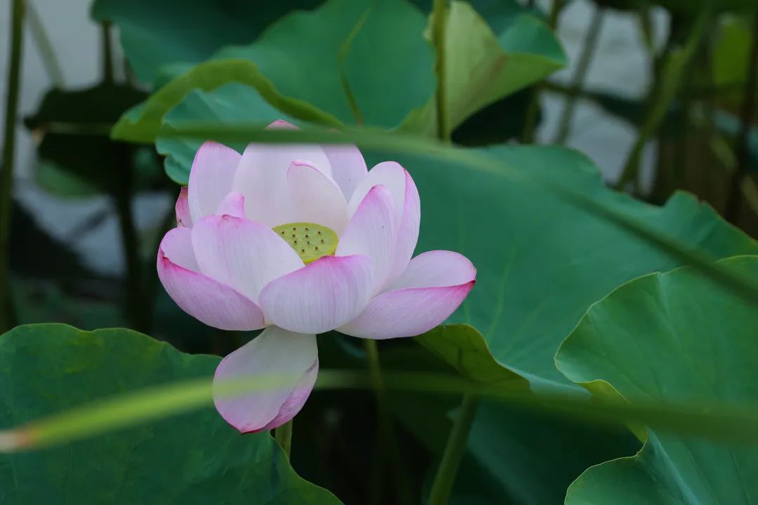 荡漾起满池的温柔~~西山这些地方已被荷花宠坏了！