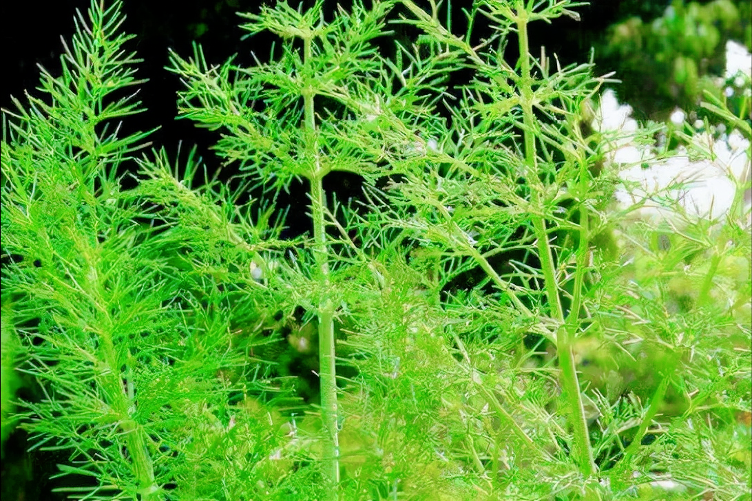 中药材迎来牛市，最大涨幅900%，最大降幅75%，今年种植什么好？