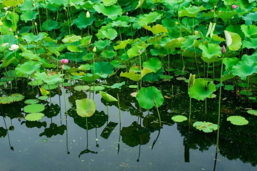 六首佛系诗词：但看花开花落，莫论人间短长