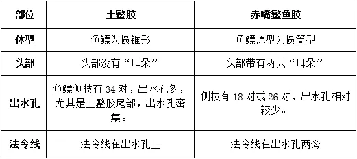 土鳘赤嘴胶：继赤嘴鳘鱼胶之后，最受追捧的鱼胶之一