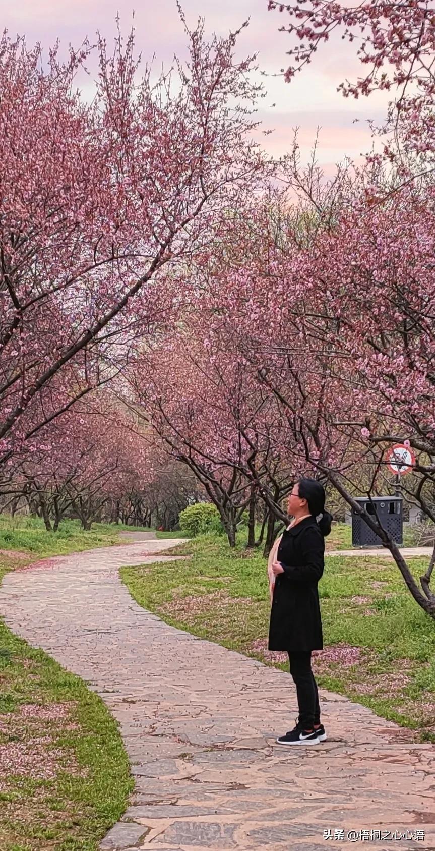 去年樱开时，那些漫妙记忆，此生许没再见时，存此让友情天长地久