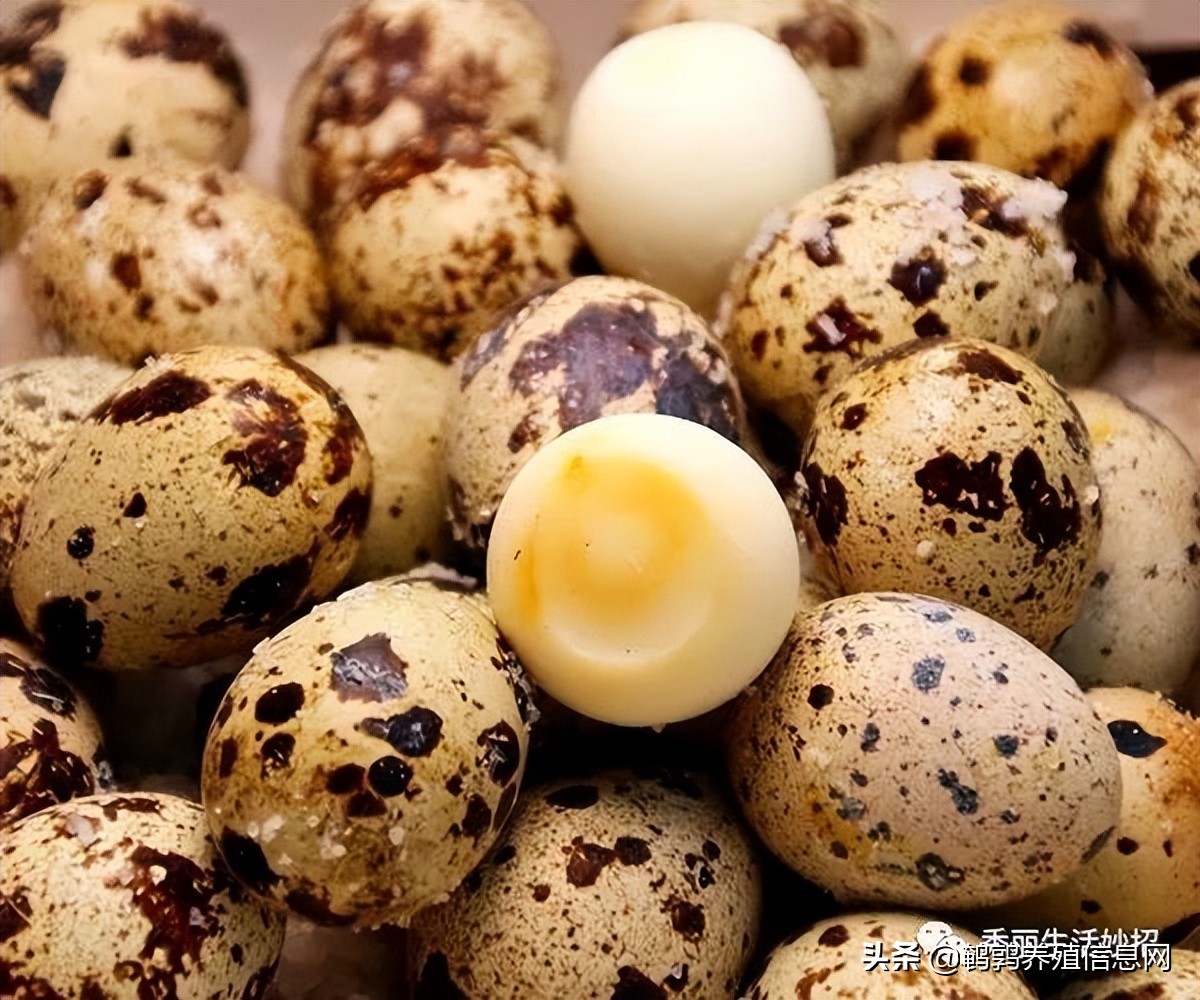 ​鵪鶉蛋被譽為“蛋中皇冠”，每天當“零食”吃點，3大好處找上門