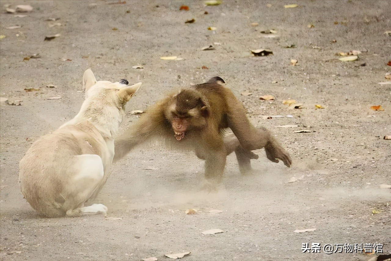 五种极度可怕的猴子，战斗力堪比豹子，为什么宁遇豺狼不遇山魈？