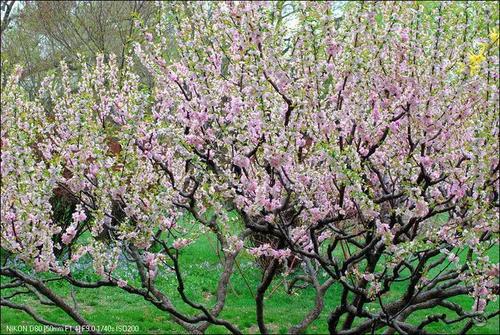 春天万物复苏，美丽不止一点点