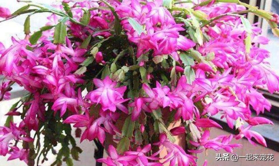 螃蟹爪花的养殖方法(高手养蟹爪兰的全套方法)