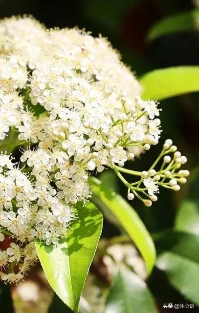 那年杏花春雨，石楠花开，梧桐飞絮……