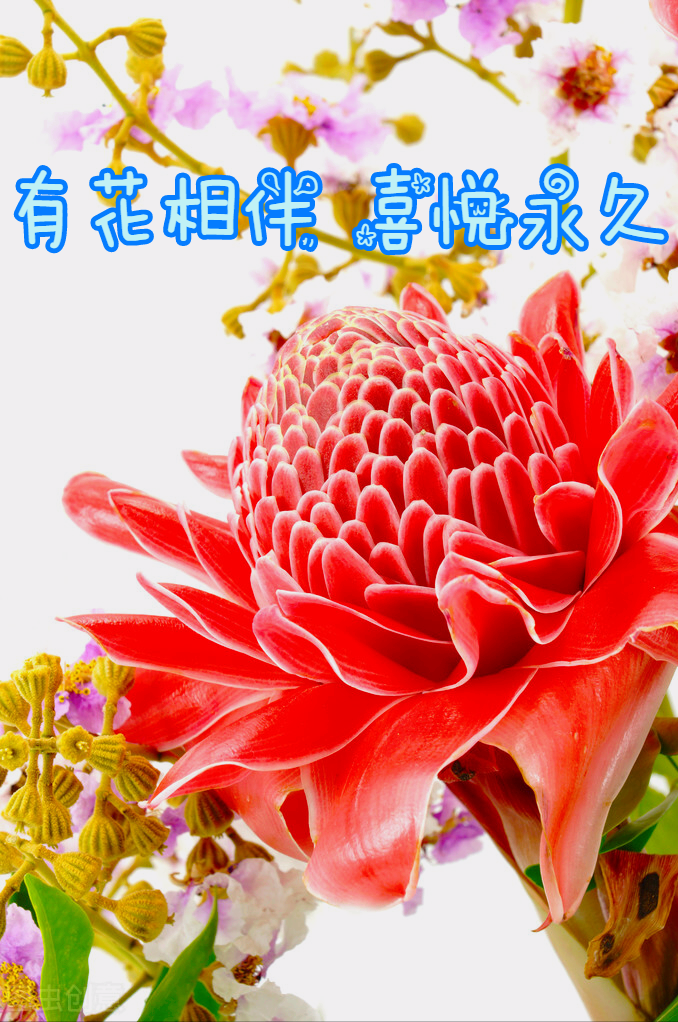 一花一世界，一花一深爱，只要与花相遇，就念在心里，爱到永久