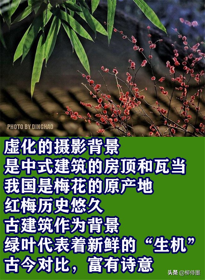 摄影新手学点“高级”的，把普通花朵拍摄出诗意美，照片更有意境