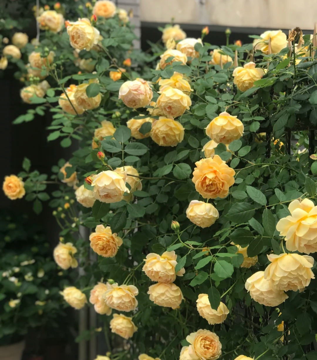 月季花品种大全（20种大藤本月季详细介绍）