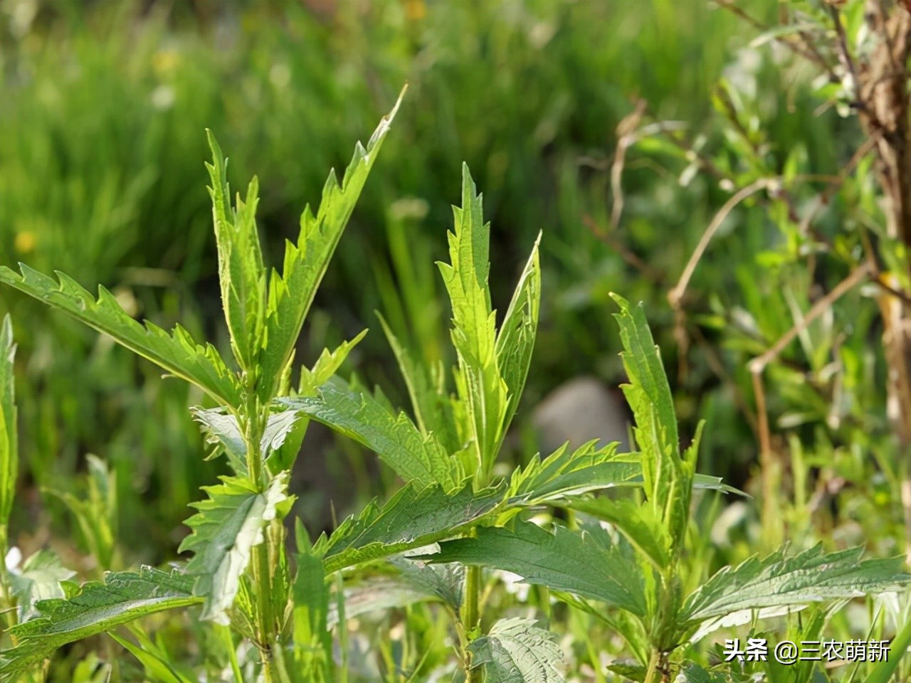 猪尾草的功效与作用(猪尾草的功效作用)-我的快乐小窝