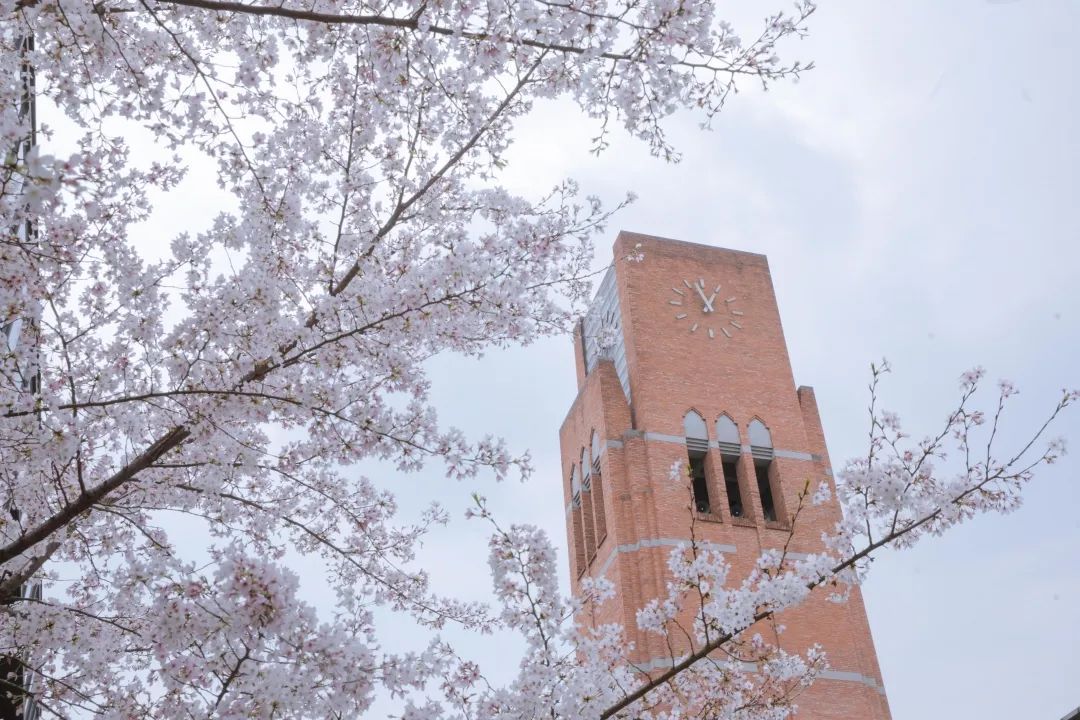 浙大樱雨，许你浪漫春光！每一张都可以做壁纸