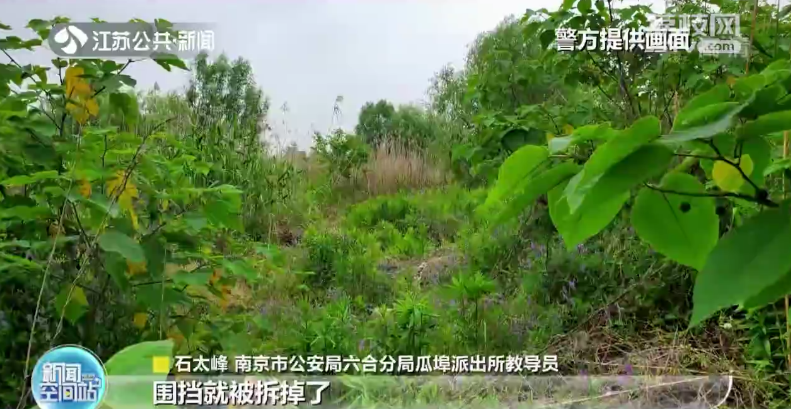 南京：六头牛集体&ldquo;出游&rdquo;惹下祸端损失主人担