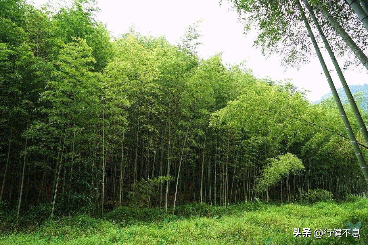 竹解心虚即我师：十二首著名的诗词，展现大诗人们的翠竹情怀