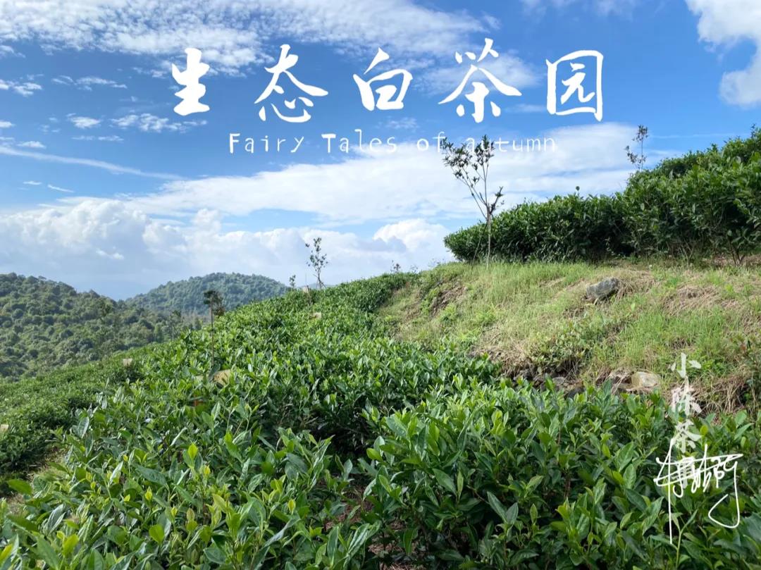 大红袍是红茶，铁观音是绿茶？六大茶类关系划分，你认清了吗？