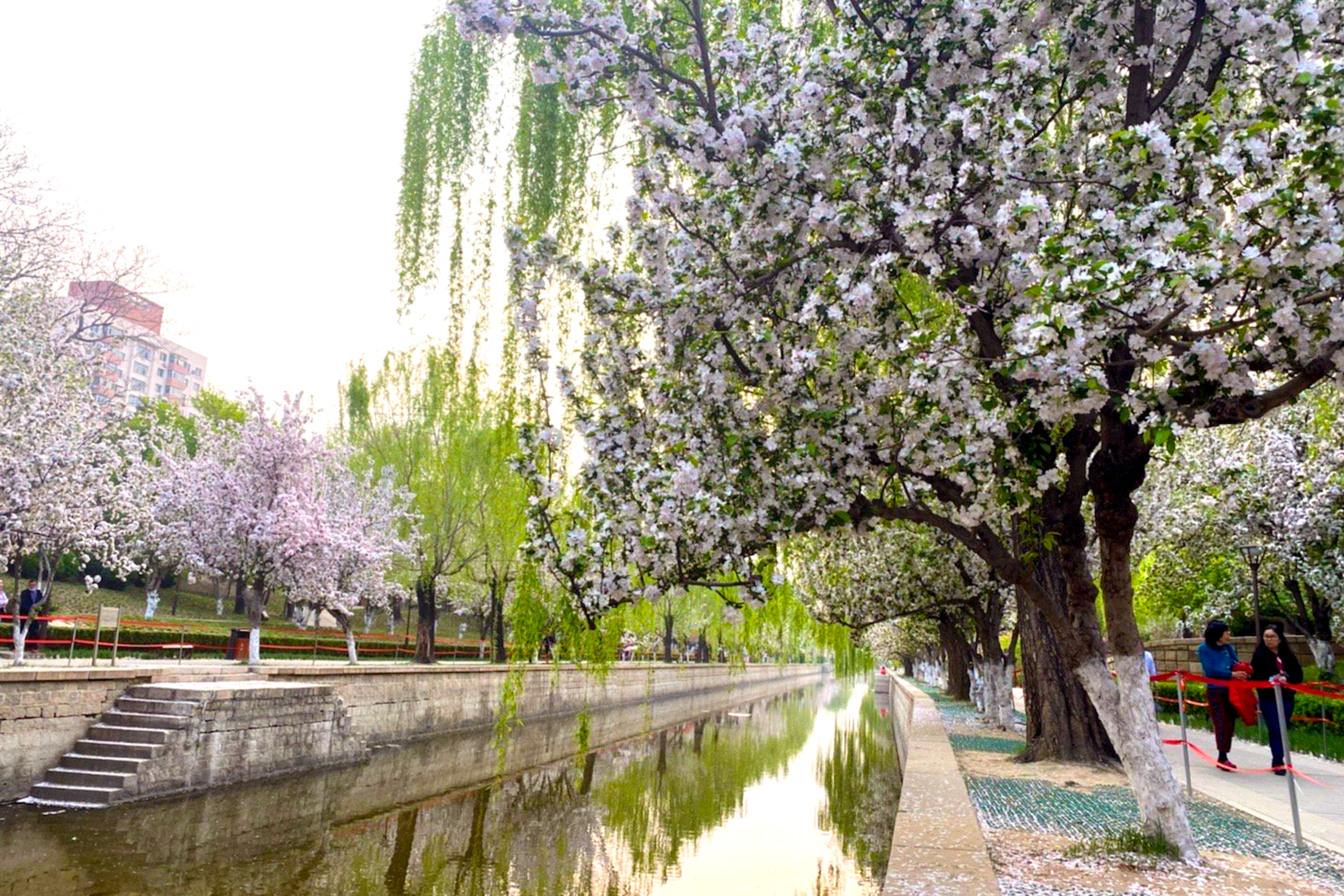 北京郊游好去处(北京8个春游好去处,赏花观景交通便利,重点是都免费)