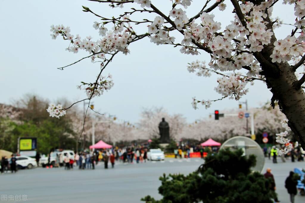 你知道樱花也分“派系”的吗？