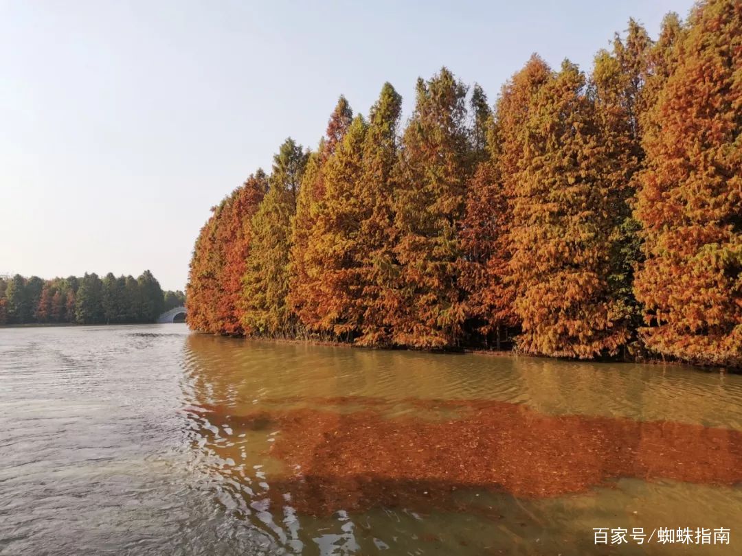 上海金秋去哪玩？必打卡这6个宝藏旅行地，遇见魔都最美的秋色
