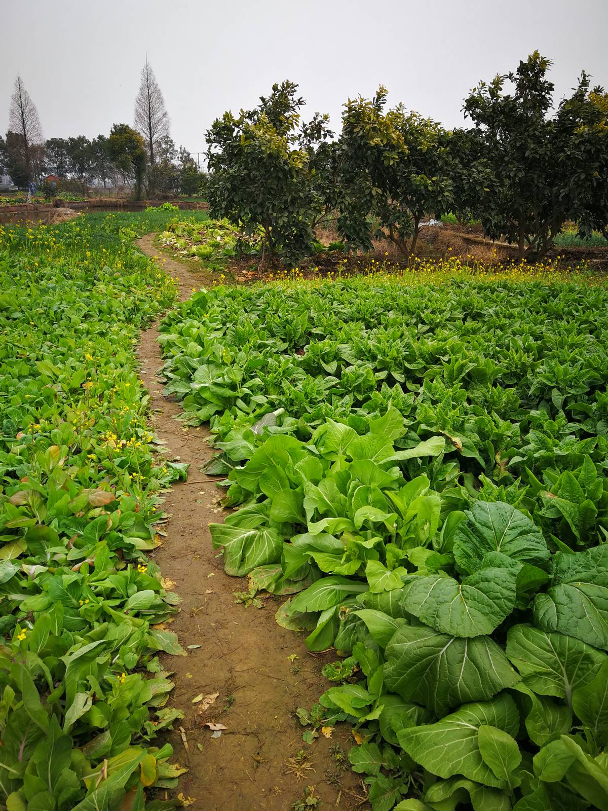 行吟江畔，赏青青江边草，忽然诗兴大发｜余后臣