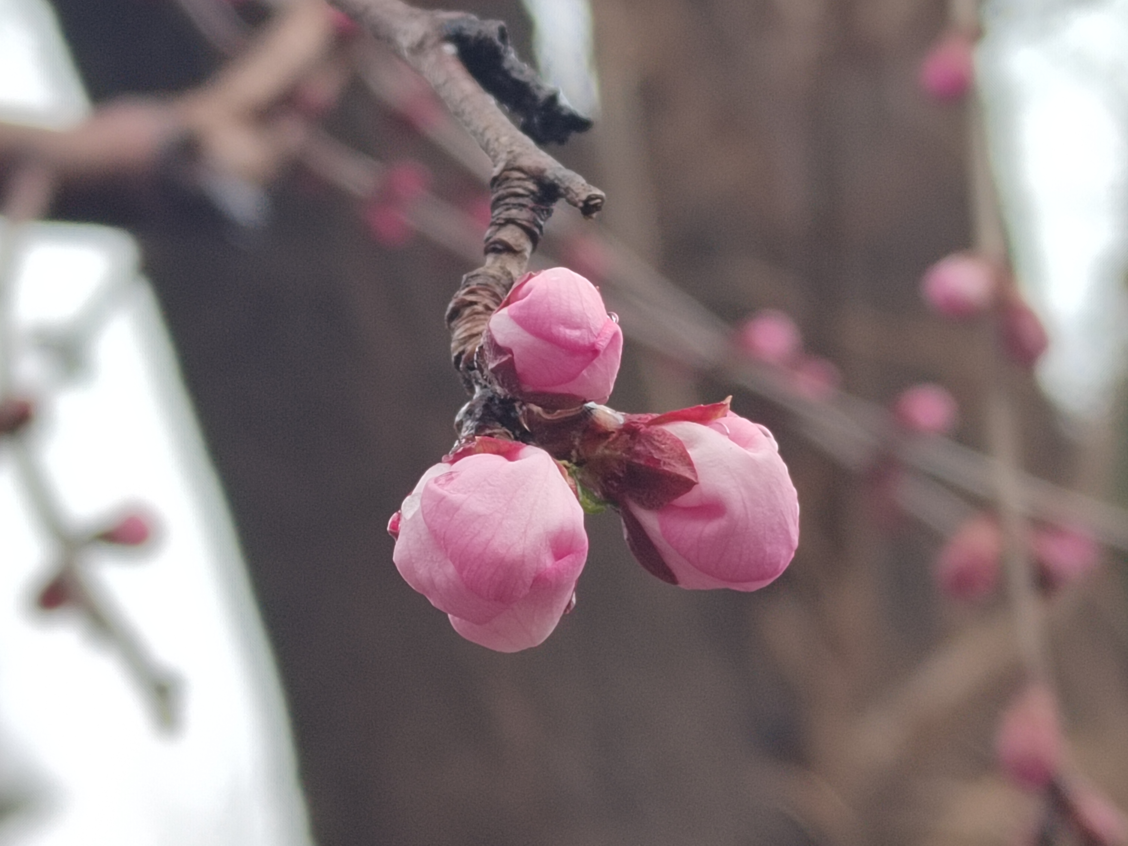 昌平公园春雪初晴