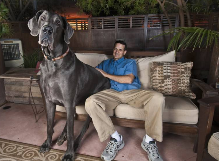 大丹犬价格多少钱一只(养狗会暴露经济情况) - 价格百科