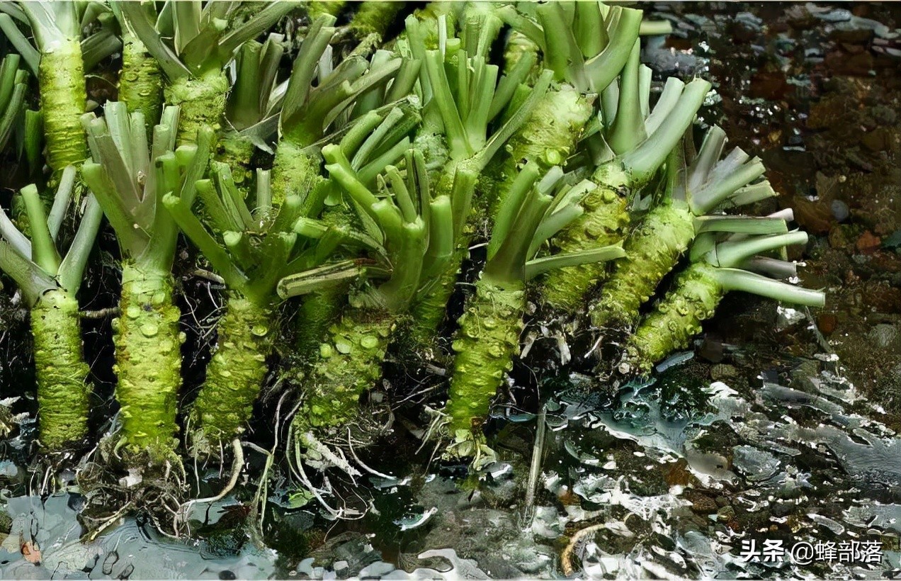 芥末的主要成分,日本单根卖到3500日元,我国也有,上山多留意