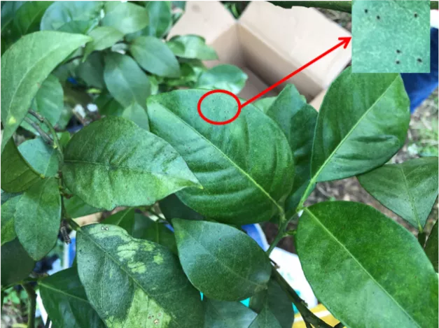 杀菌杀螨又清园，矿物油的正确使用方法你真的知道吗？
