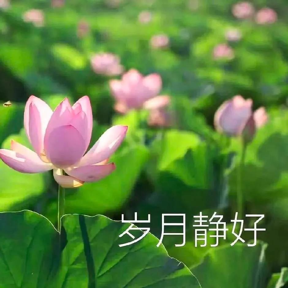 励志语录精选 网络知识