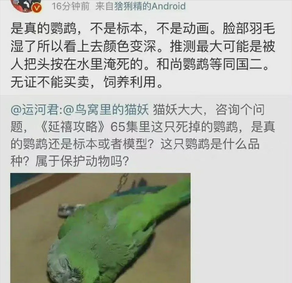 《当家主母》猫事件还未平息，网友又曝光5个剧组曾虐待动物