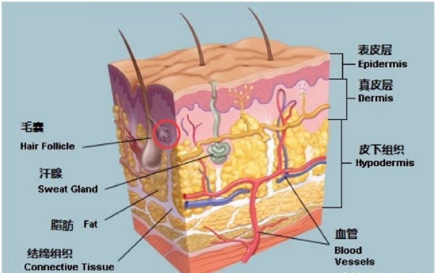 人体最诡异的器官，至今都无法解释原理，人的皮肤到底有多诡异？