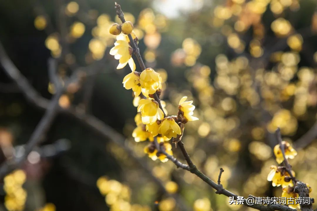 古诗词里的那些似水流年