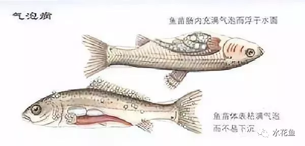 鱼病发生的成因：外因与内因，外部因素和内在因素