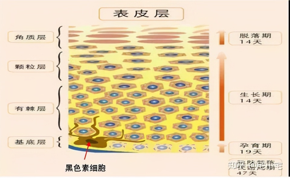 配方師給你挑：32款美白祛斑精華，總有一款適合你