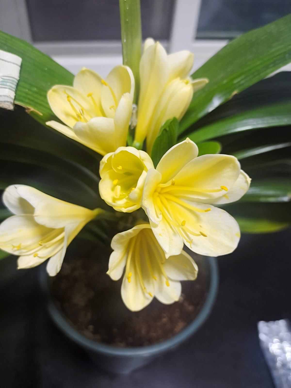 花的種植,花的種植方法和過程