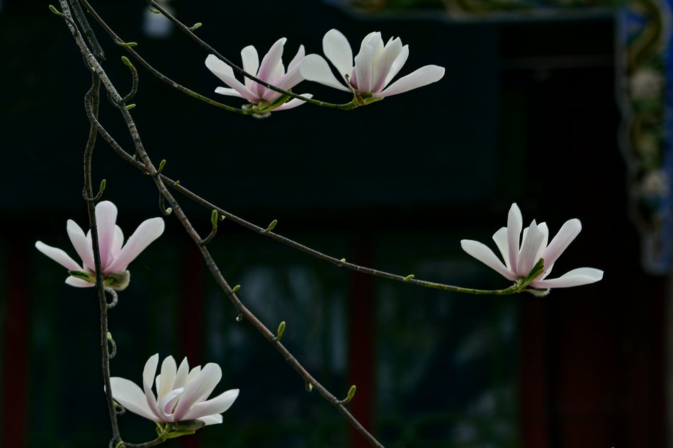 天水千年古玉蘭，滿頭吐玉，芬芳迷人