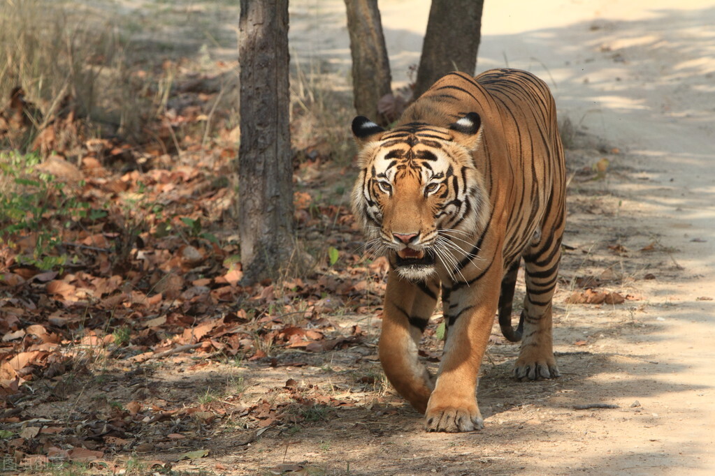 虎年说虎，十首猛虎诗词，百兽之王，亦有儿女情长