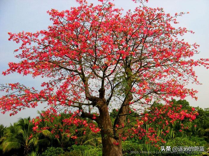 根，紧握在地下；叶，相融在云里；舒婷，爱情的模样