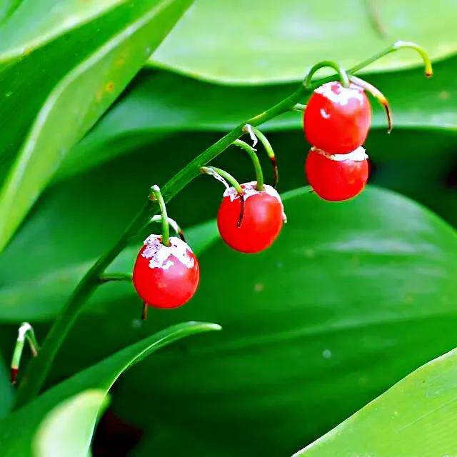 我国和日本分布的是铃兰原种及其变种.此外还有