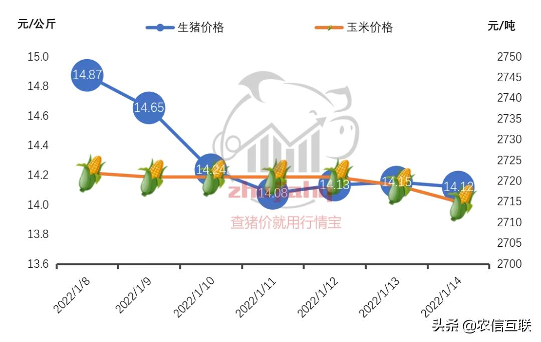 14天猪价已经跌2块！1月上涨的希望在这个时间