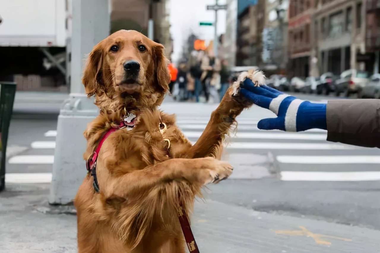 实话告诉你：萌犬外貌特征大揭秘，可爱细节不容错过