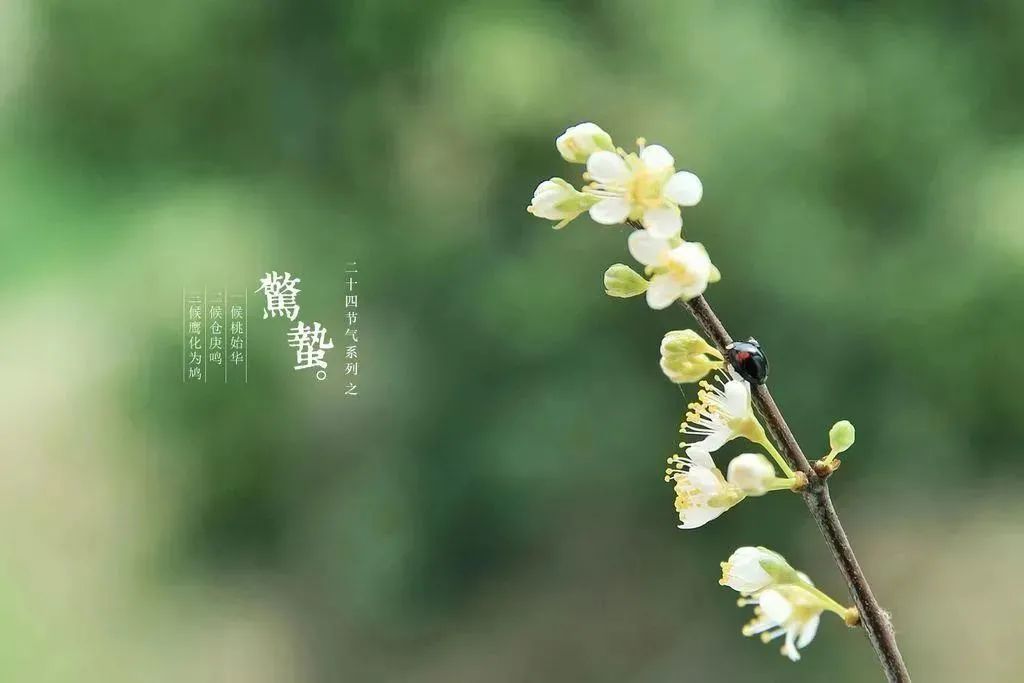 惊蛰节气古诗词十首，唤醒您春日里的诗心！